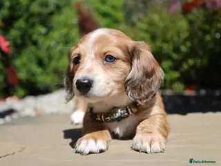 Miniature Dachshund dogs Pedigree Longhaired Miniature Dachshund Waitlist - Advert 6