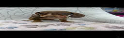 Miniature Dachshund dogs for sale: Miniature Dachshund - Advert 13