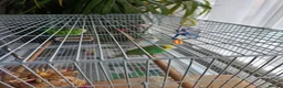 Lovebirds birds for sale: 2 Budgies for sale in London - Advert 6