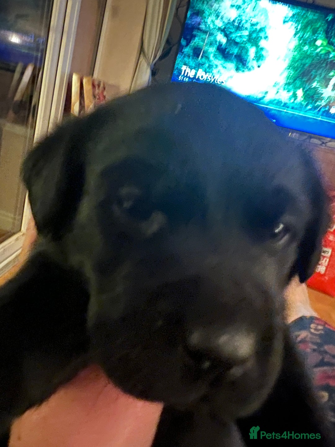 Labrador Retriever dogs for sale: Beautiful KC registered Labrador puppies  - Advert 1