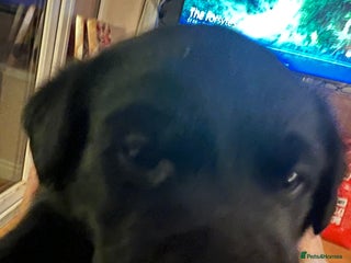 Labrador Retriever dogs Beautiful KC registered Labrador puppies - Advert 1