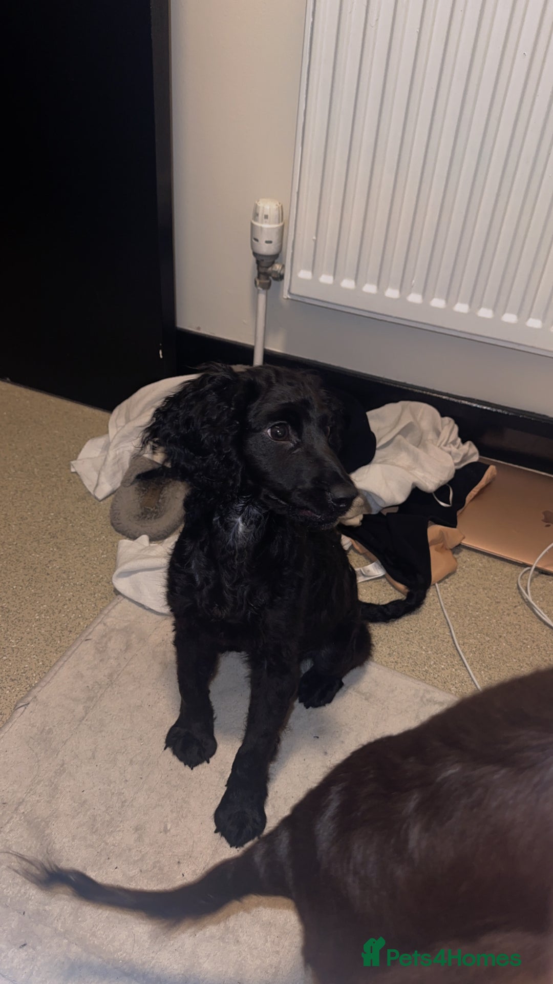 Cocker Spaniel dogs for sale: Male cocker spaniel  - Image 3