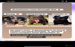 French Bulldog dogs for sale: 💙🐾French Bulldog for Sale🐾💙 - Image 4