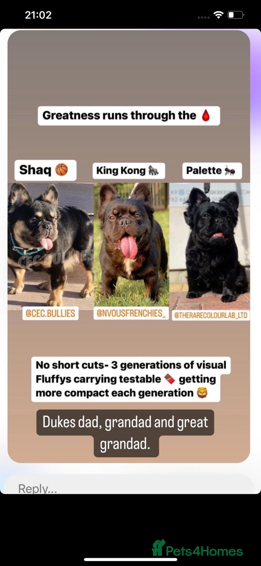 French Bulldog dogs for sale: 💙🐾French Bulldog for Sale🐾💙 - Image 4