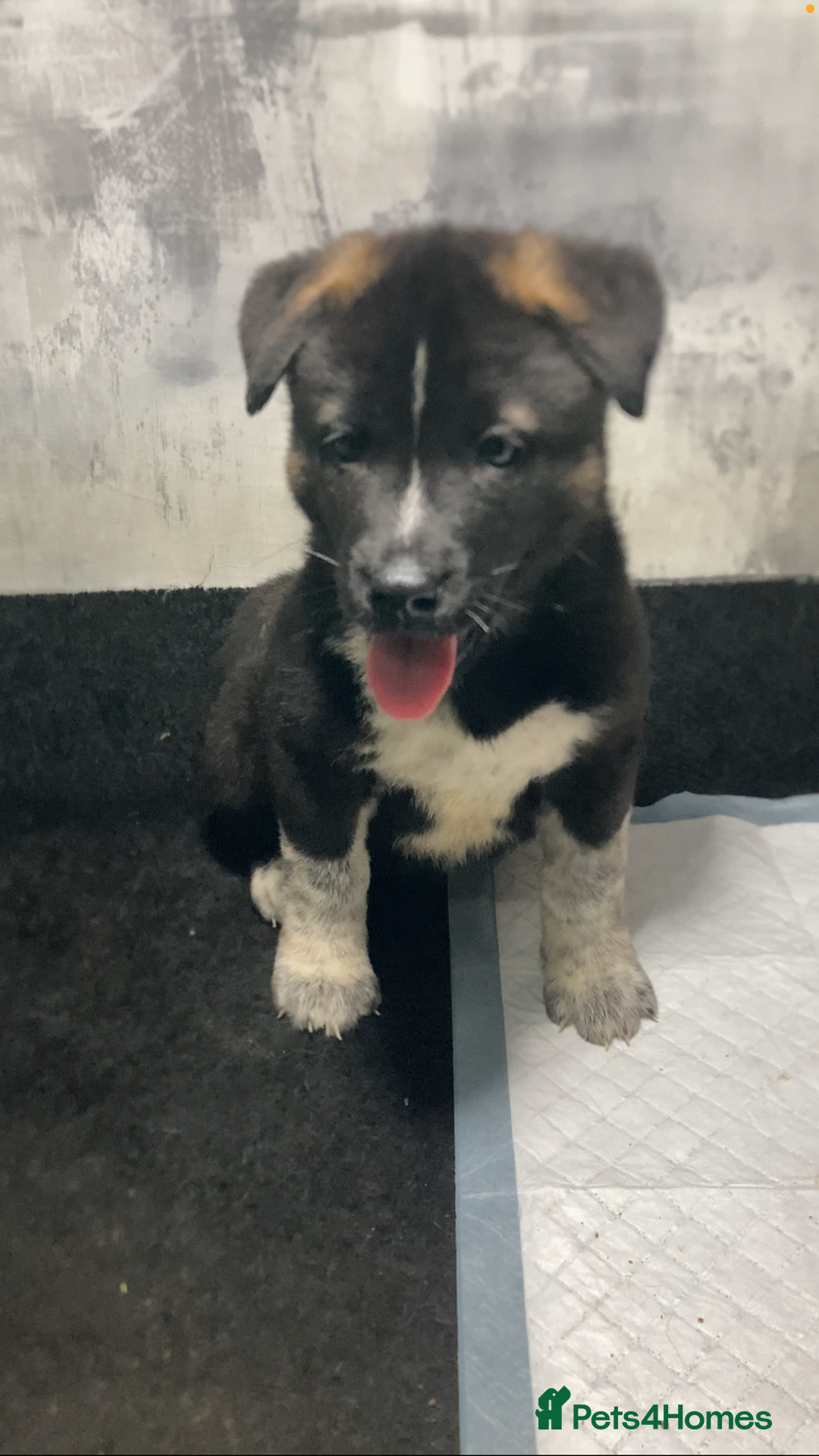 Akita dogs for sale: Akita puppies  - Image 15