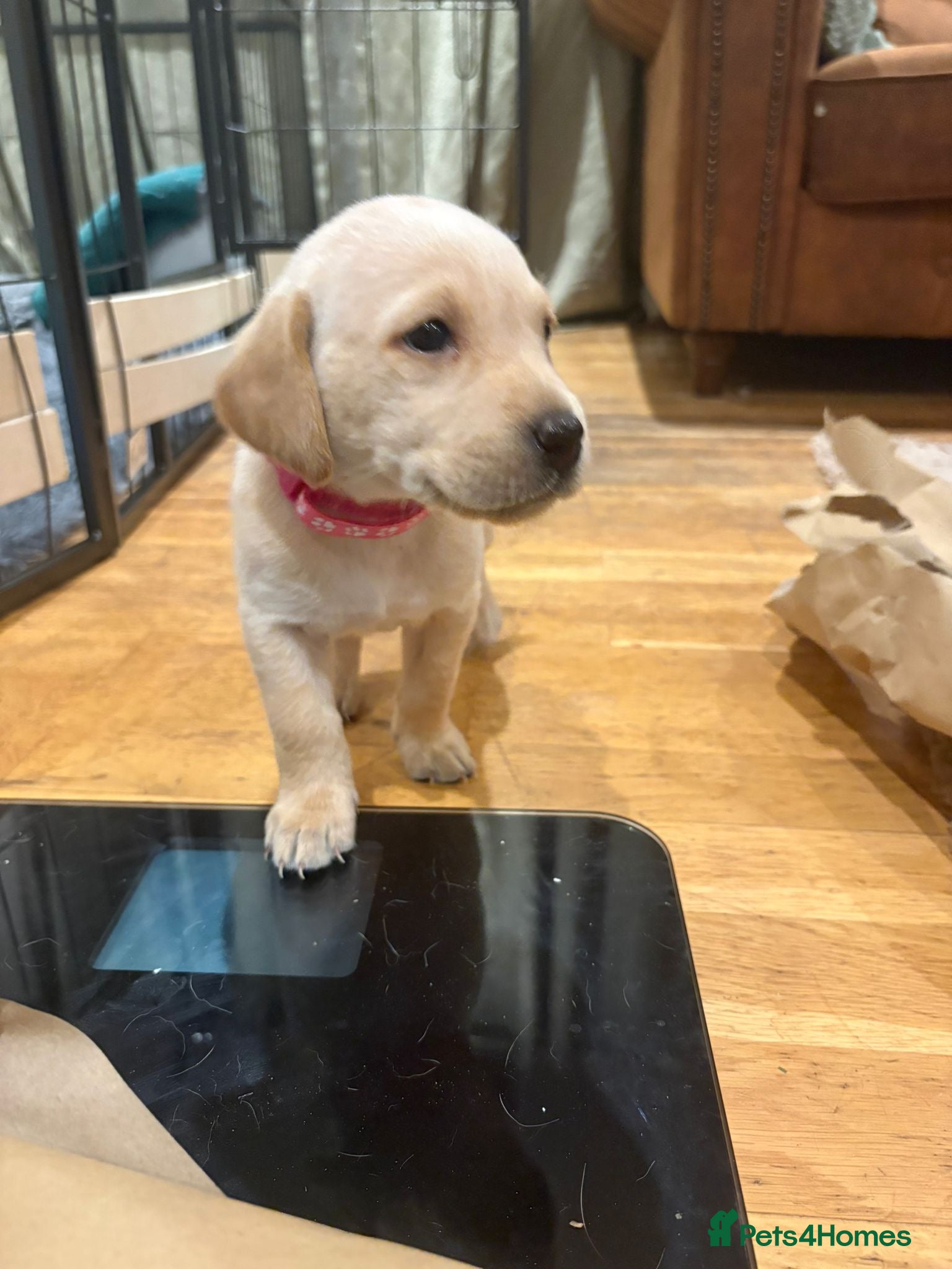Labrador Retriever dogs for sale: Beautiful KC Registered Yellow Puppies - Advert 1