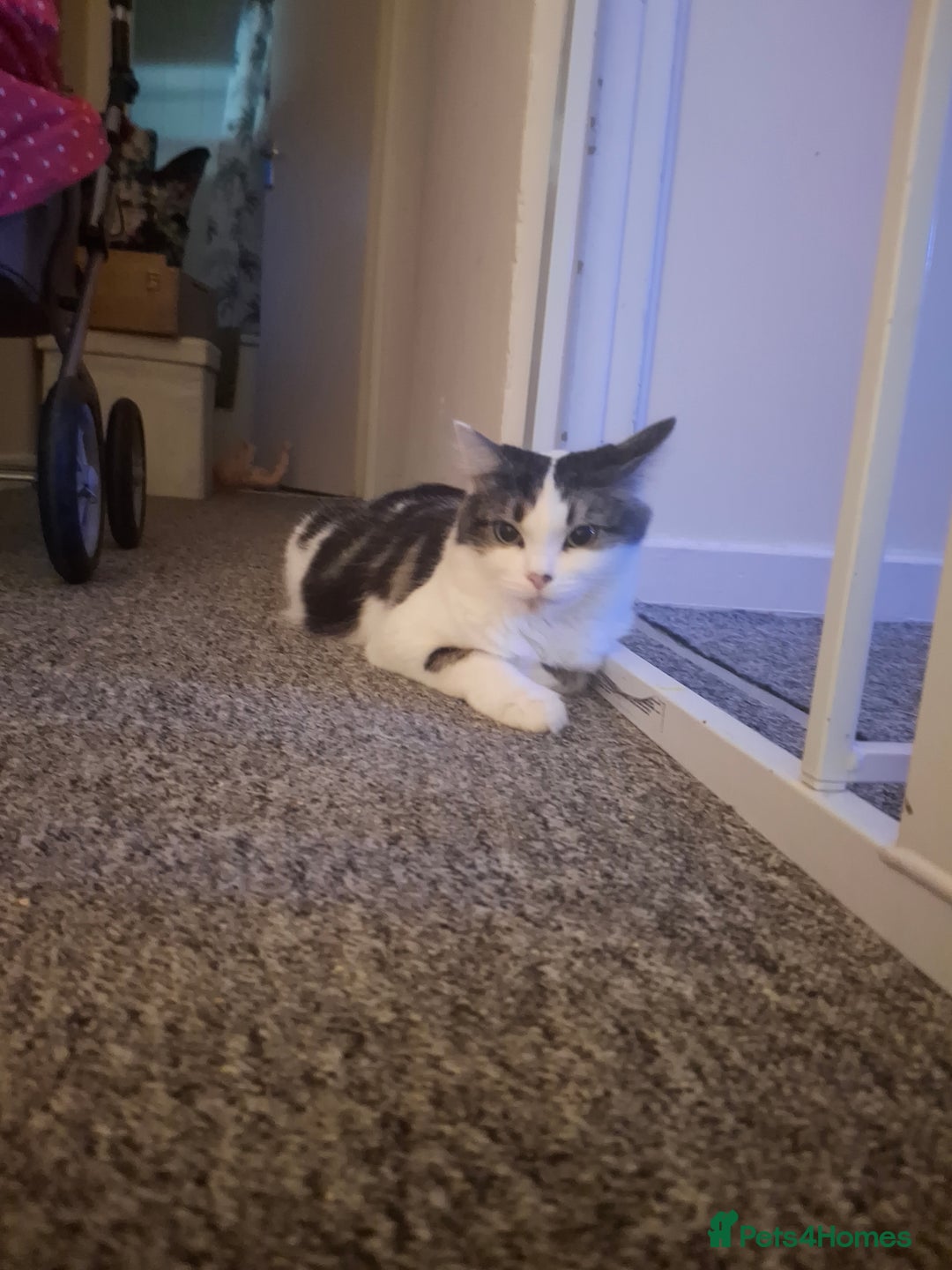 Norwegian Forest Cat cats for sale: Marshal - Image 1