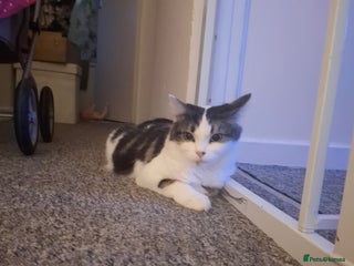 Norwegian Forest Cat cats for sale - Advert 1