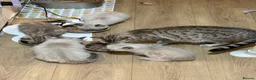 Ragdoll cats for sale: Beautiful Ragdoll x Bengal kittens - Advert 23