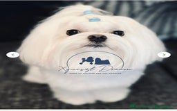 Maltipoo dogs for sale: 💛  Maltipoo Puppies Ready 16th Dec  💛 - Advert 11