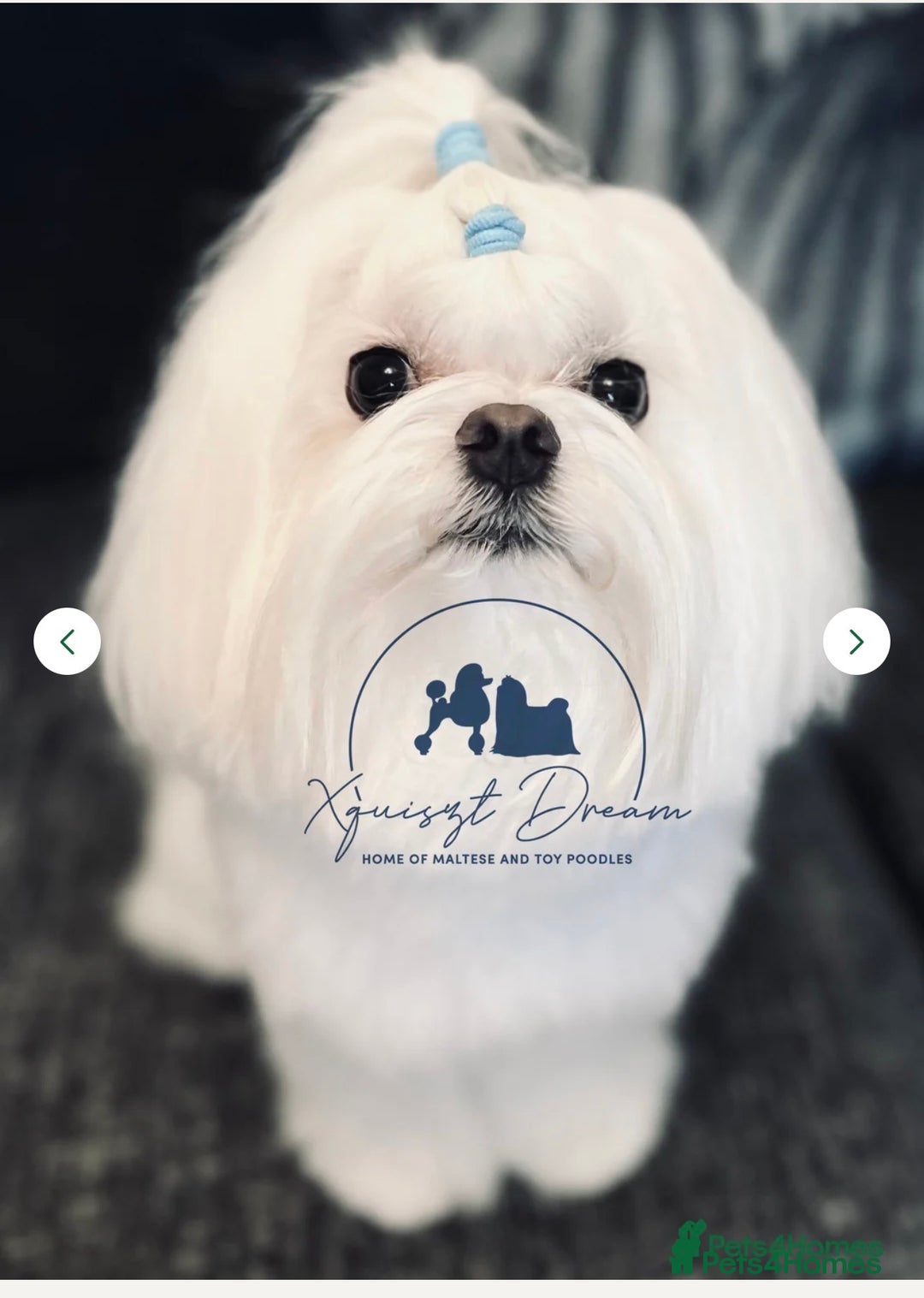 Maltipoo dogs for sale: 💛  Maltipoo Puppies Ready 16th Dec  💛 - Advert 11