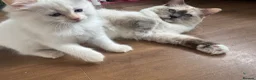 Ragdoll cats for sale: 💜🧡💙GCCF REG RAGDOLL babies see full description - Advert 28