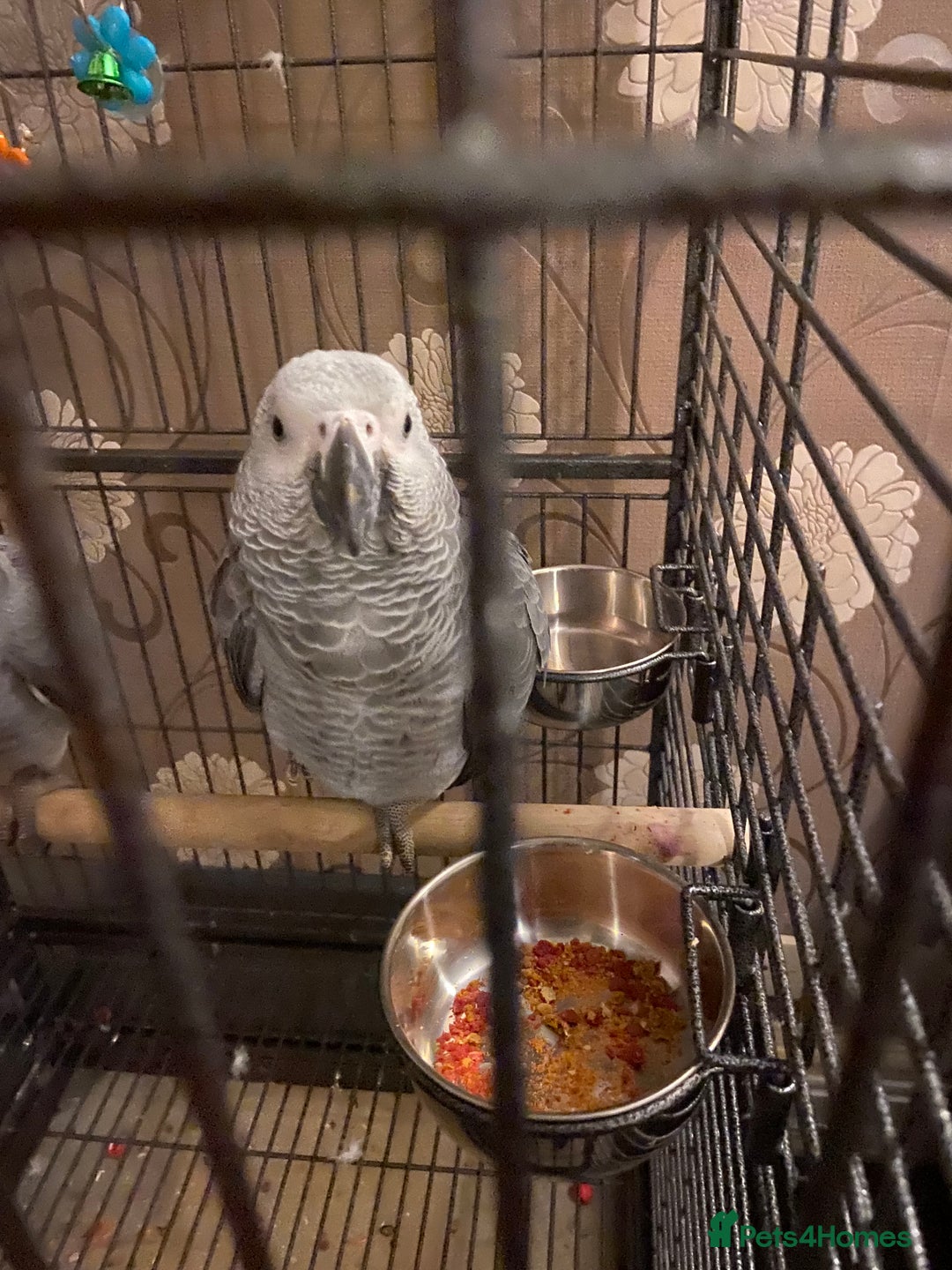 Parrots birds for sale: Hand Reared Tame Baby Male and Female African Grey - Advert 3