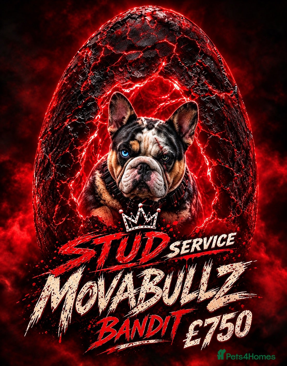 French Bulldog dogs Panda harlequin Husky koi Proven stud 🧬🔥 - Advert 10