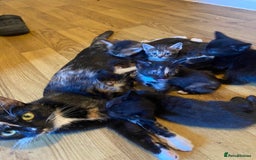 Bengal cats for sale: adorable bengal/tort kitties for sale - Image 21