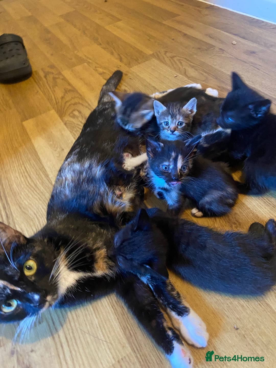 Bengal cats for sale: adorable bengal/tort kitties for sale - Image 21