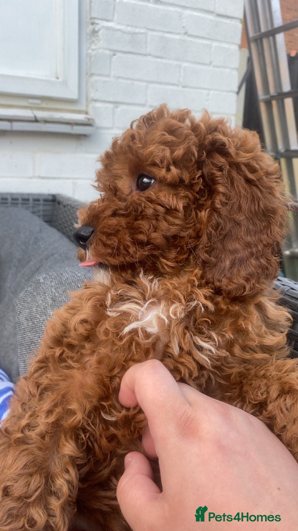Cavapoo dogs fox red cavapoo - Advert 10