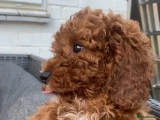 Cavapoo dogs fox red cavapoo - Advert 10