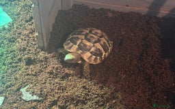 Hermann Tortoise reptiles for sale: 2 Herman tortoises for sale with full set up - Image 2