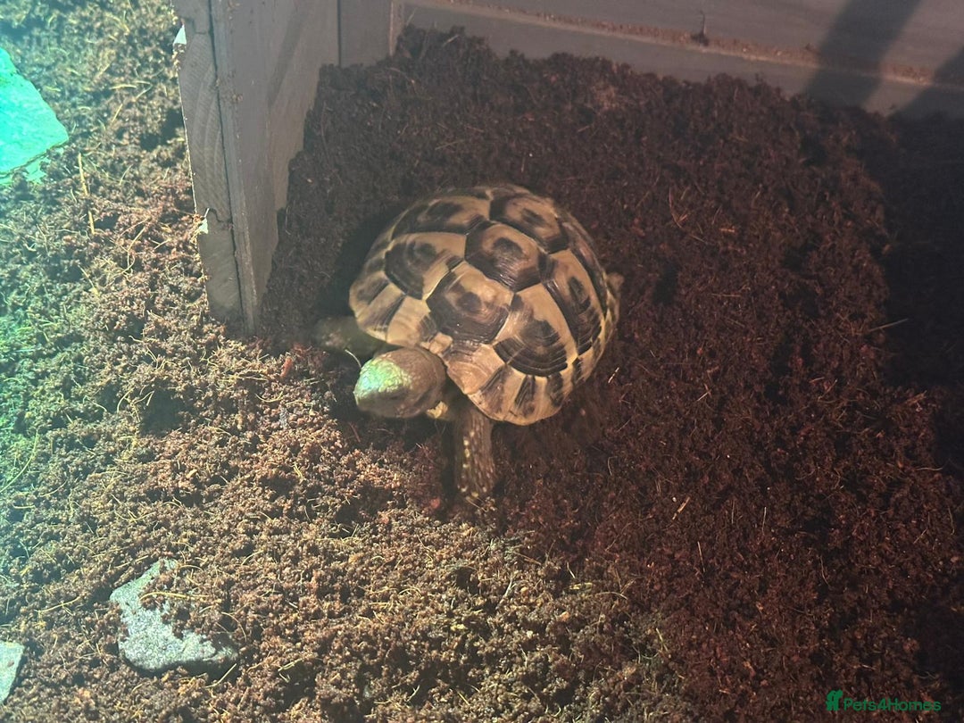 Hermann Tortoise reptiles for sale: 2 Herman tortoises for sale with full set up - Image 2