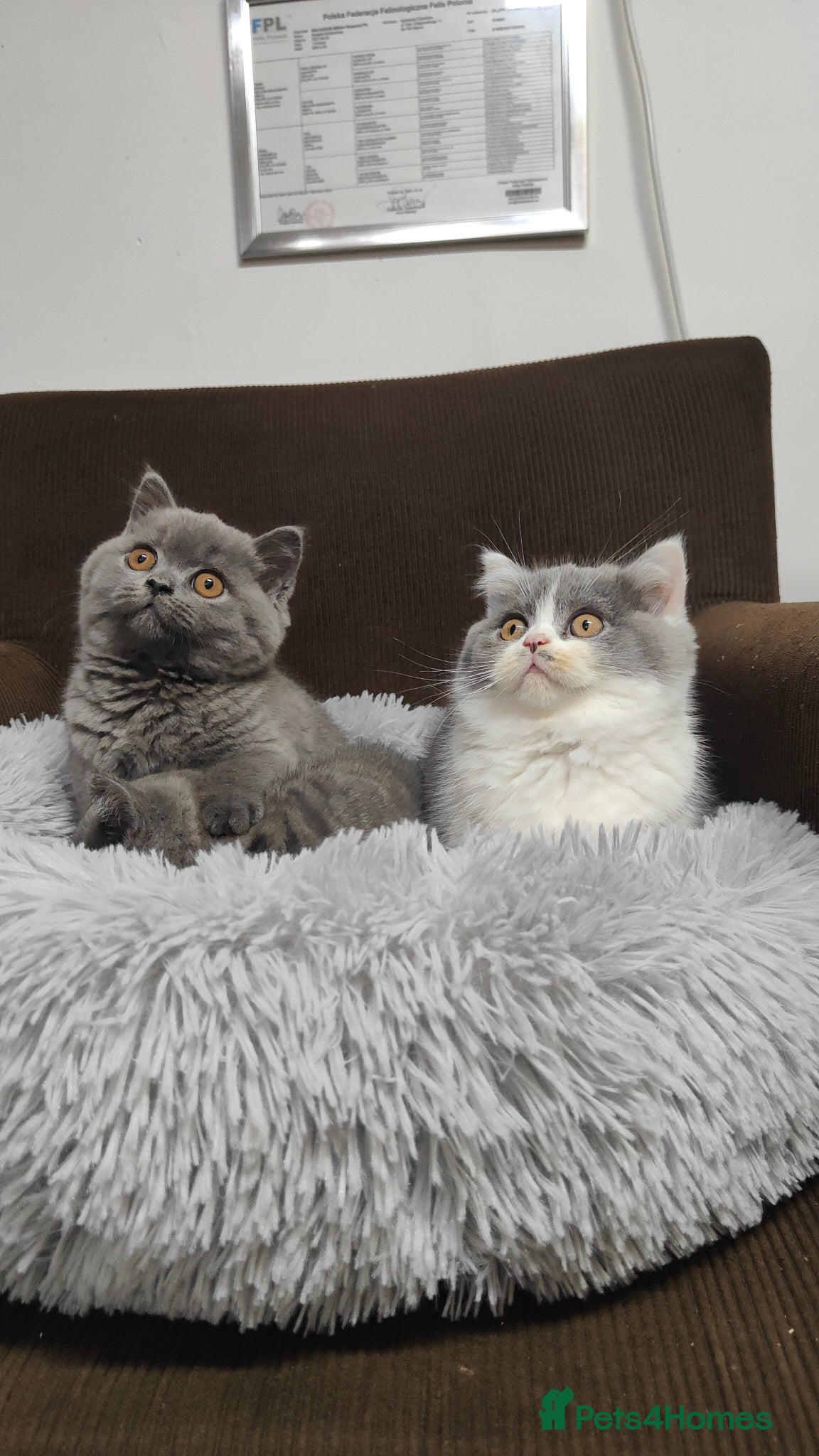 British Shorthair cats GCCF Registered Chunky British Shorthair kittens  - Advert 1