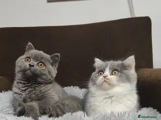British Shorthair cats GCCF Registered Chunky British Shorthair kittens - Advert 1