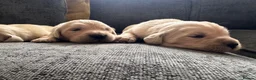 Golden Retriever dogs for sale: Golden retreivers  - Advert 6