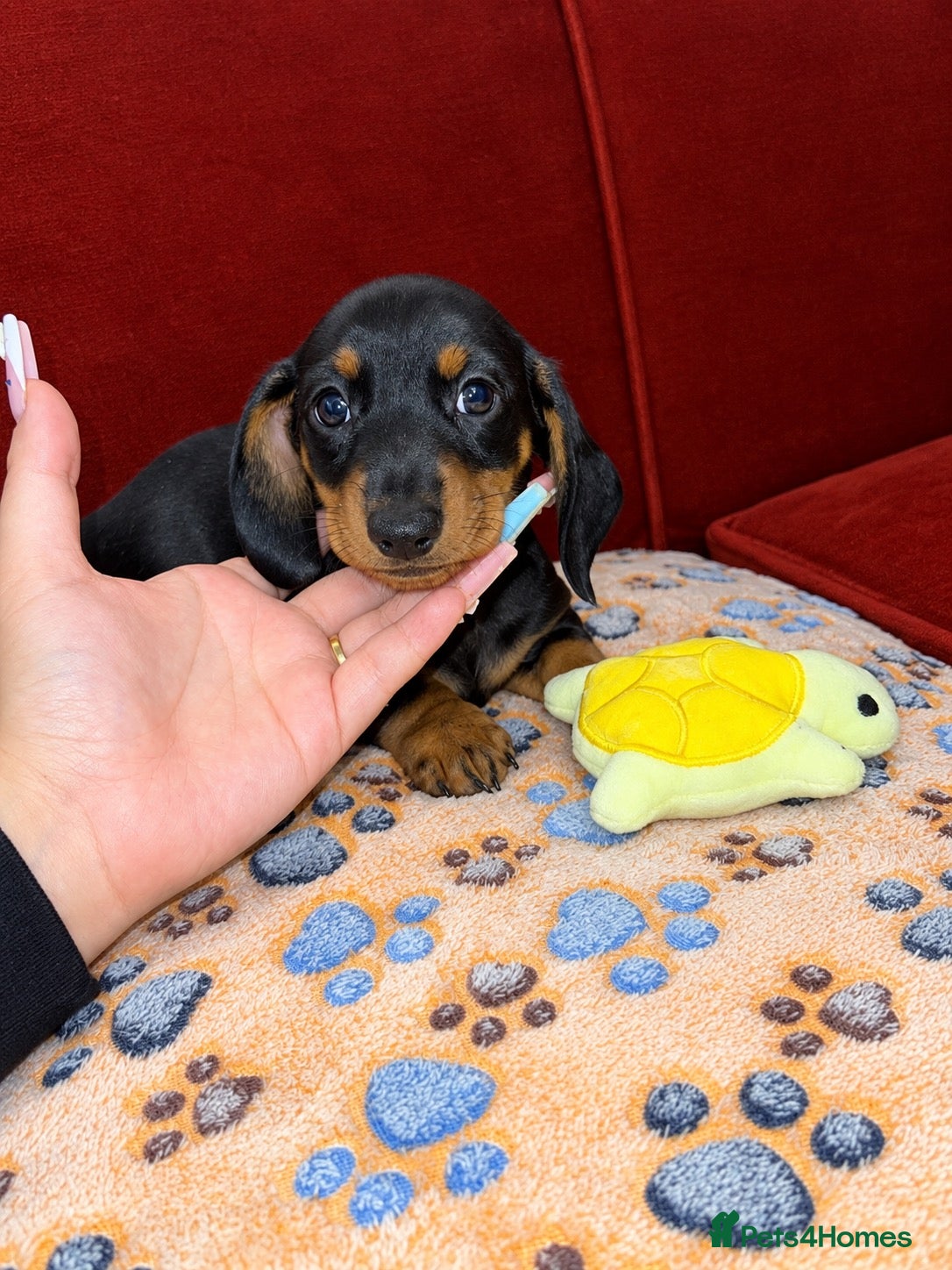 Dachshund dogs Last 3 dachshund pups Ready to Leave!! - Advert 4