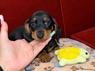 Dachshund dogs Last 3 dachshund pups Ready to Leave!! - Advert 4