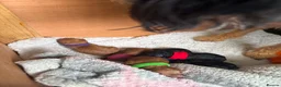 Jackapoo dogs for sale: FB1 jackapoo puppies 3 Remaining  in Stanley - Advert 3