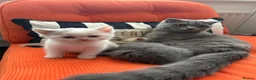 British Shorthair cats for sale: Rare Lilac, Cream & Blue Bicolour BSH kittens - Advert 8
