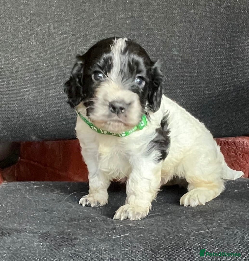 Cocker Spaniel dogs 3 beautiful cocker spaniel pups - Advert 2