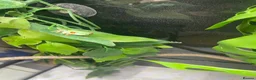 Frog reptiles for sale: 6 red eye tree frogs and enclosure  - Advert 5