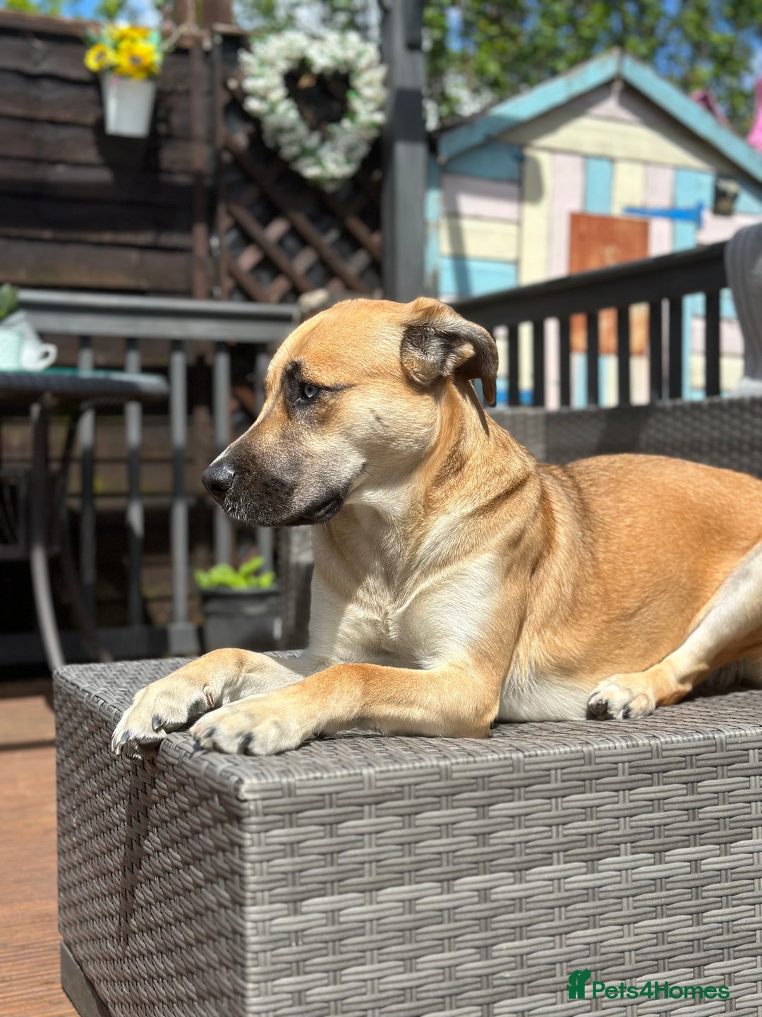 Shepsky dogs for sale: Beautiful Bitch for adoption we don’t want money - Image 7