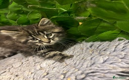 Maine Coon cats for sale: Gorgeous Maine Coon Boys GCCF reg  - Image 6