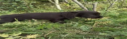 Cocker Spaniel dogs for sale: 2 cocker girls - Advert 15