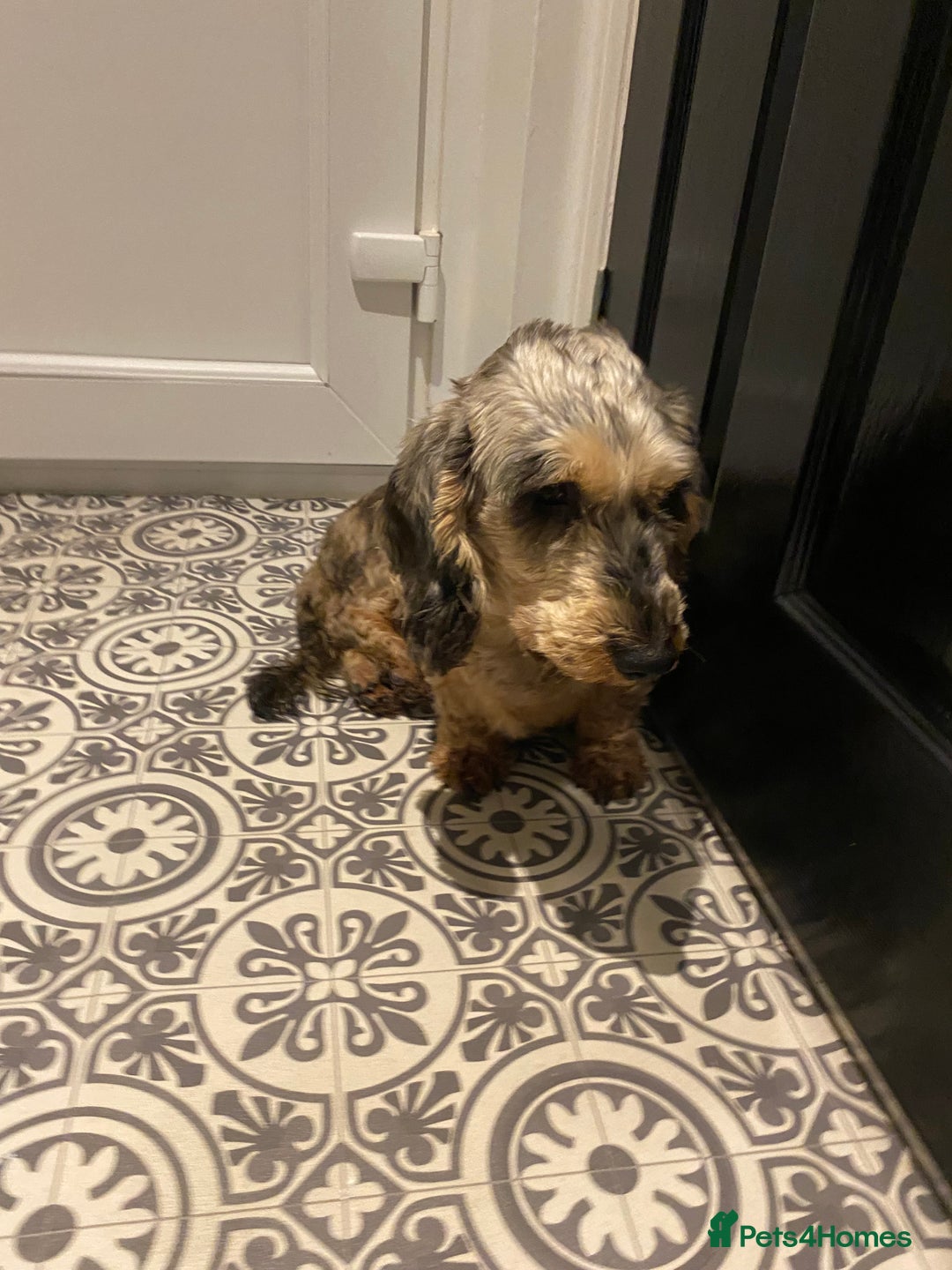 Dachshund dogs for sale: Wired haired - Advert 1