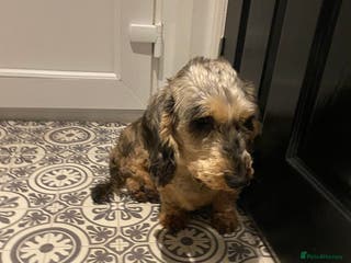 Dachshund dogs Wired haired - Advert 15