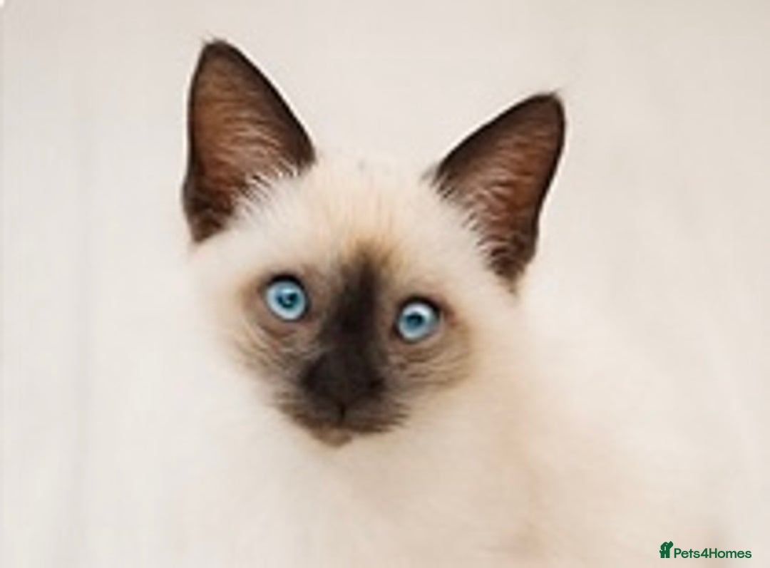 Ragdoll cats for sale: Ragdoll - Image 1