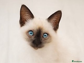 Ragdoll cats - Advert 17