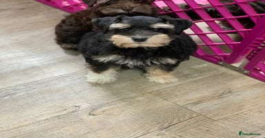Miniature Schnauzer dogs - Advert 16