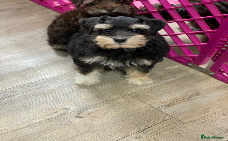Miniature Schnauzer dogs - Advert 14