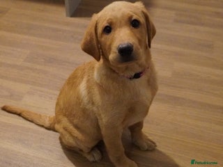 Labrador Retriever dogs Stunning KC Fox Red & Yellow Labrador Puppies - Advert 2