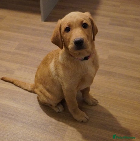 Labrador Retriever dogs Stunning KC Fox Red & Yellow Labrador Puppies - Advert 1