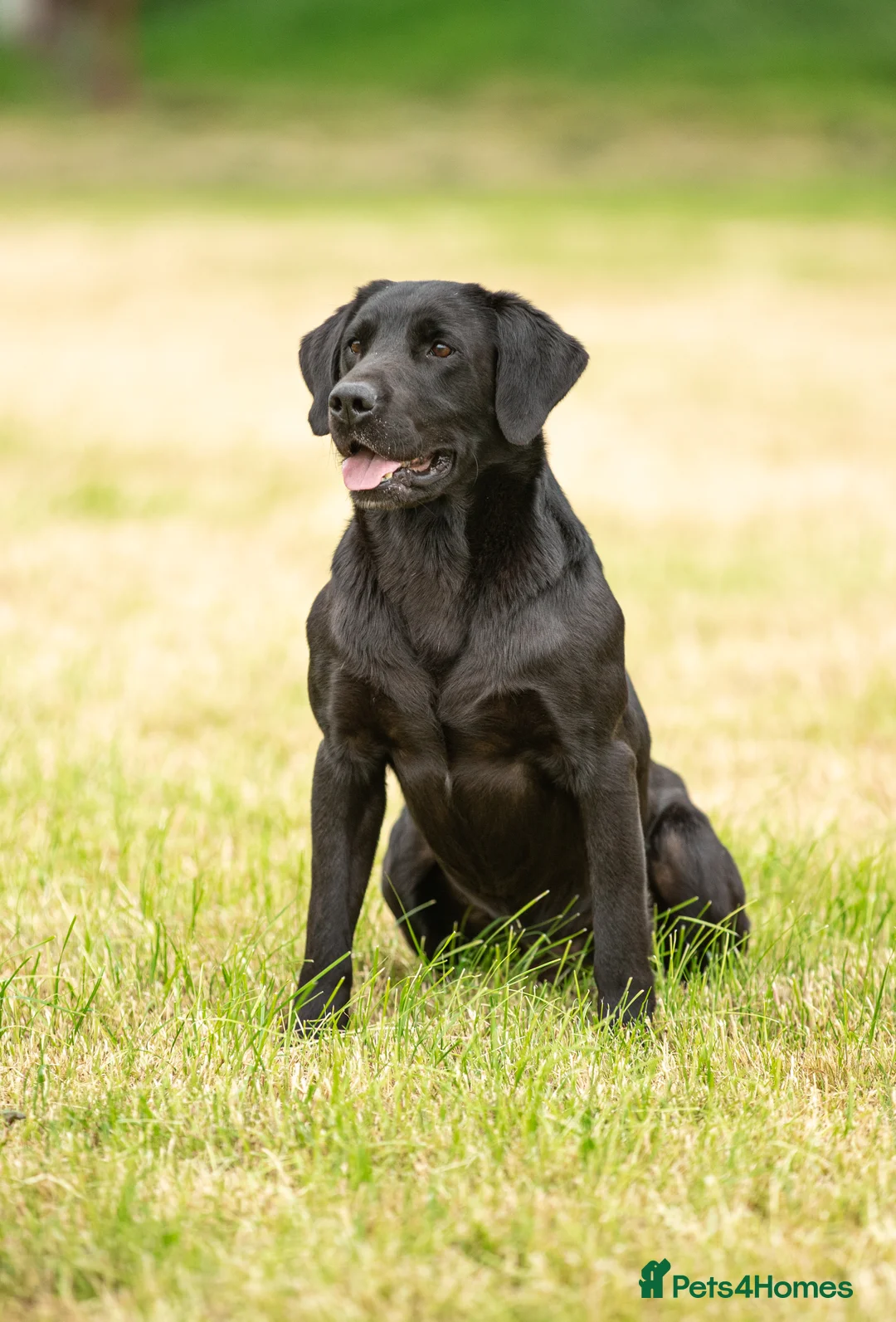 Labrador Retriever dogs for stud: 0/0 HIPS&ELBOWS FULLY HEALTH TESTED LABRADOR STUD in Leyburn - Advert 2
