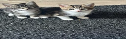 British Shorthair cats for sale: Kittens for sale  - Advert 5
