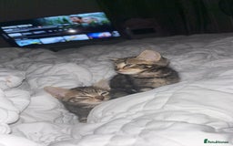 British Shorthair cats for sale: Tabby kittens  - Image 1