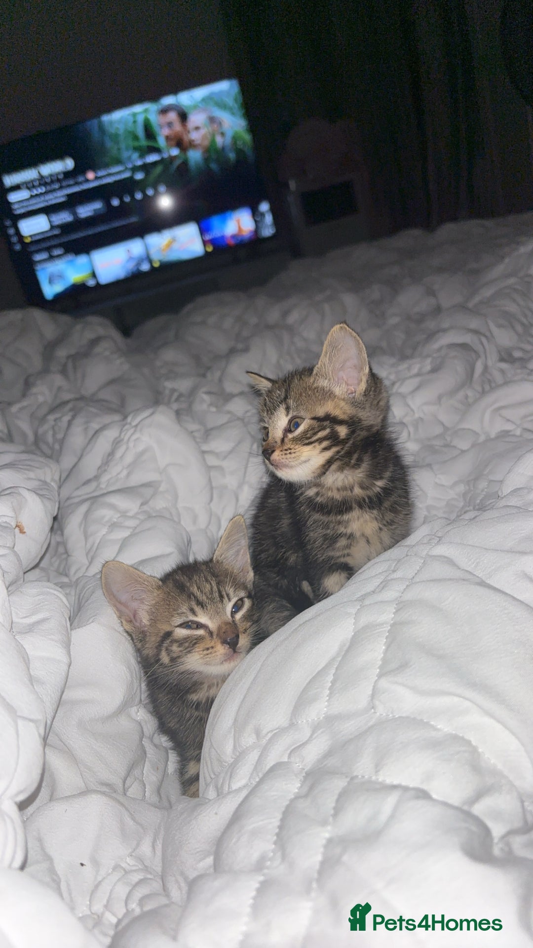 British Shorthair cats for sale: Tabby kittens  - Image 1