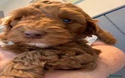 Cockapoo dogs for sale: Red, Chocolate and Merle Cockapoo Puppies - Image 12