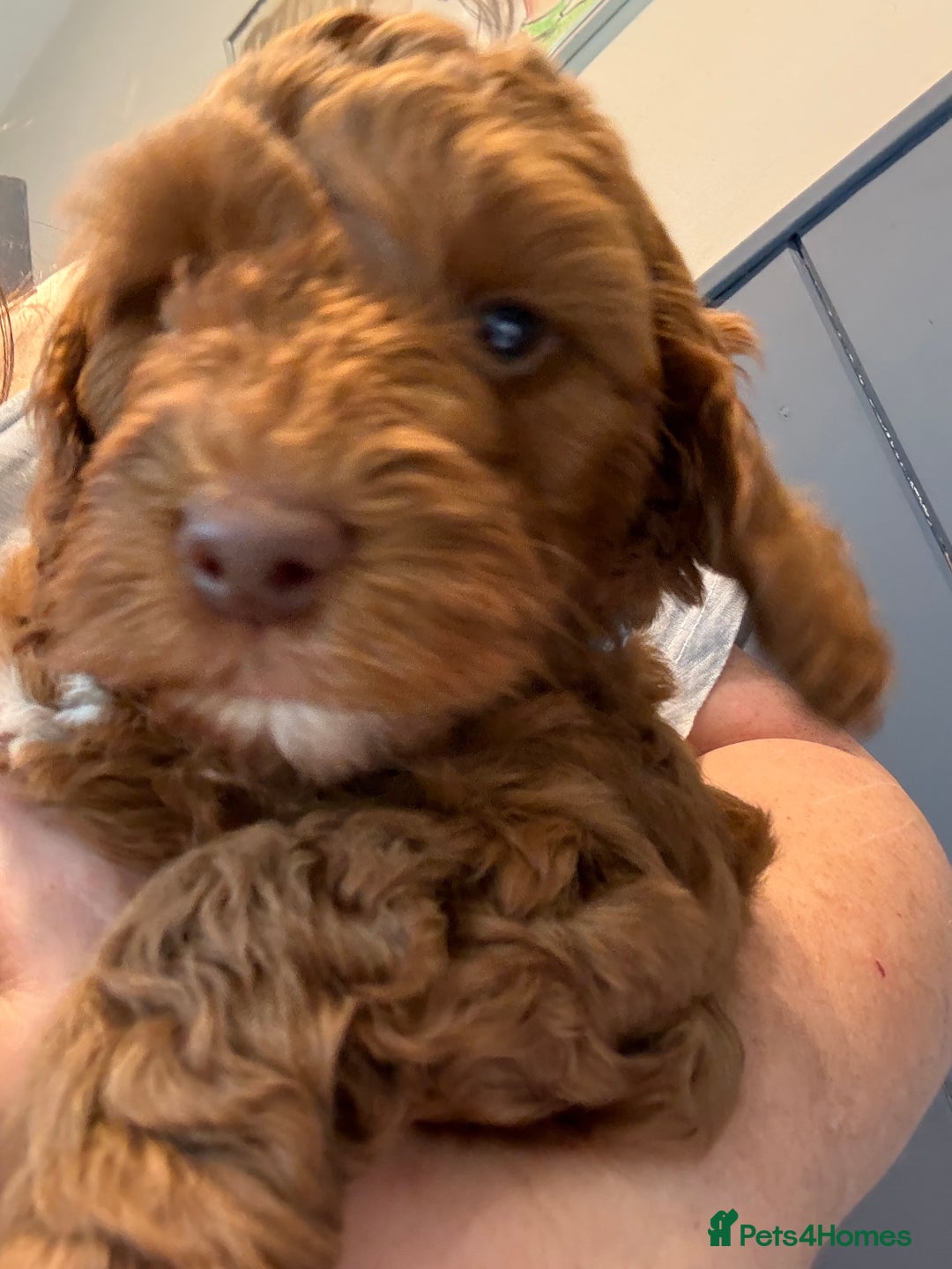 Cockapoo dogs for sale: Red, Chocolate and Merle Cockapoo Puppies - Image 12
